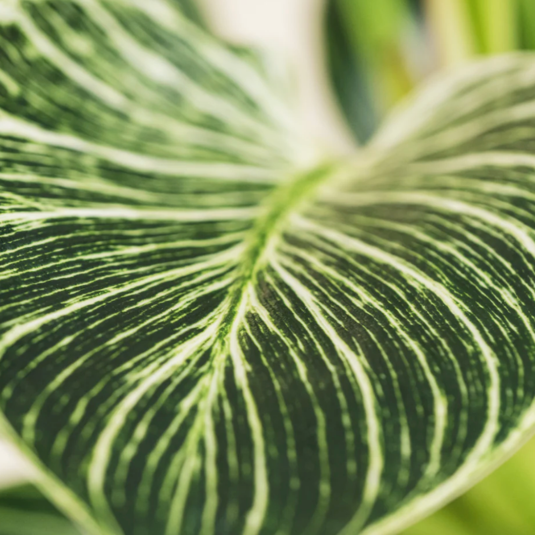 PurePlant: Planta amazónica purificadora de ar