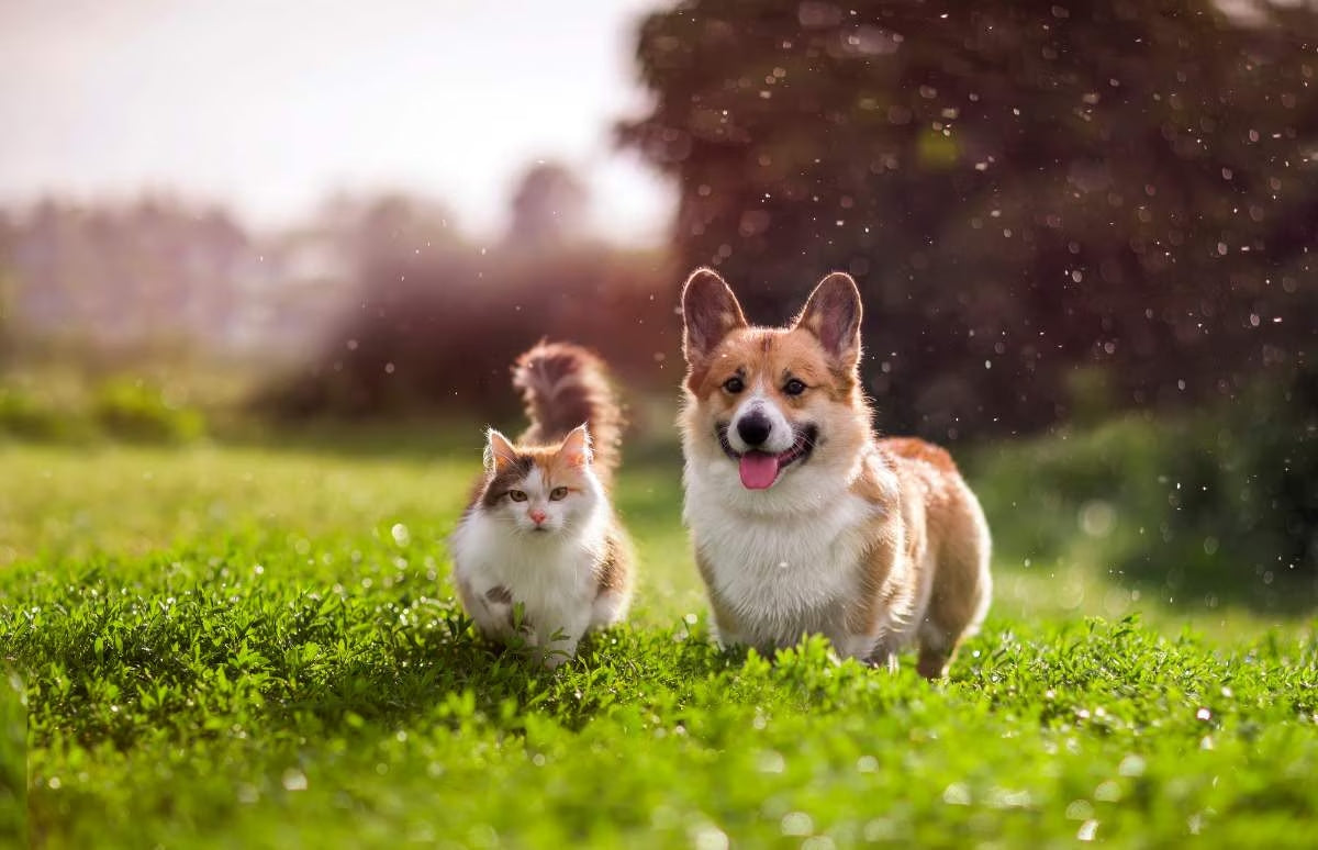 ANIMAIS DE ESTIMAÇÃO