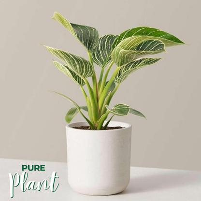 PurePlant: Planta amazónica purificadora de ar