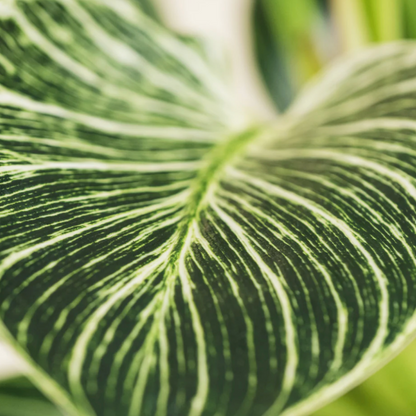 PurePlant: Planta amazónica purificadora de ar